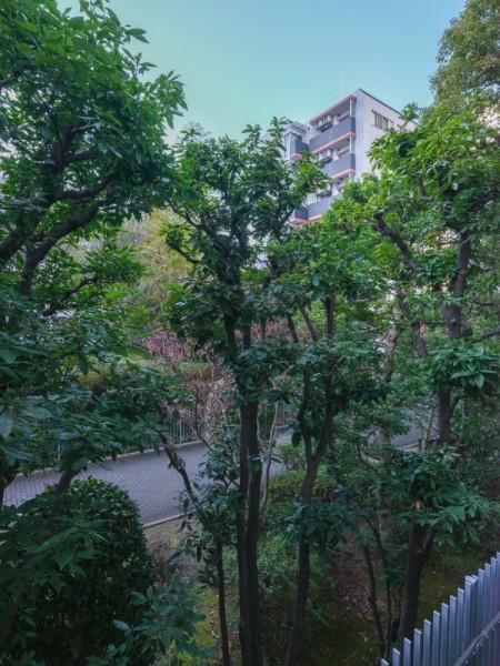 都心にありながら豊かな緑でいっぱいの眺望です。目の前はマンション敷地内の道路なので、人目が気になりにくいです。