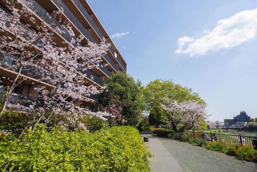 桜が綺麗で有名な柏尾川が流れていて、春にはお花見やお散歩などを楽しめます。