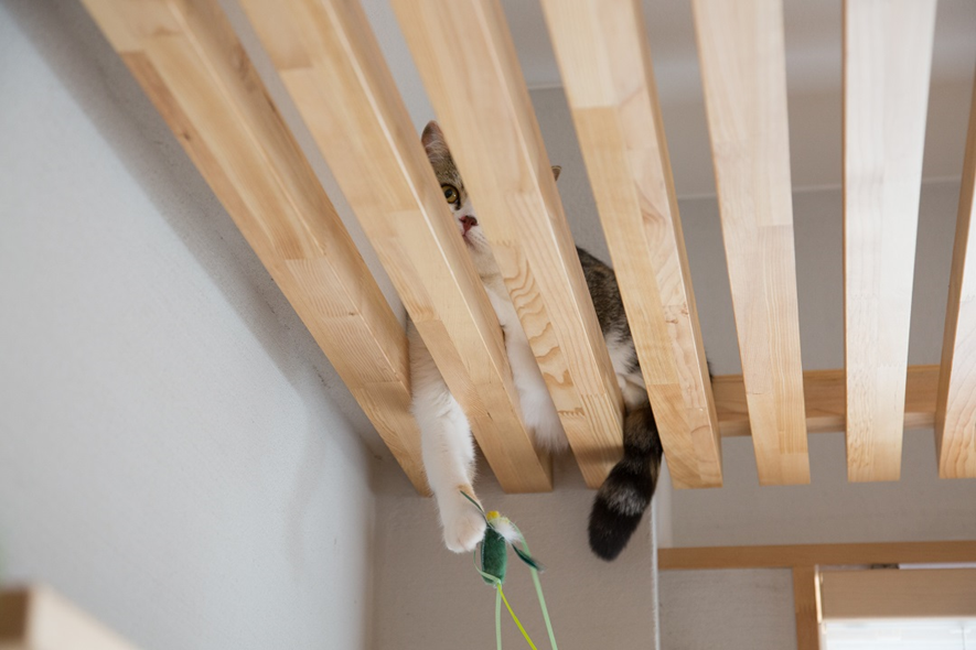 猫がくつろぐ様子を下から眺めることができる、格子のキャットウォーク