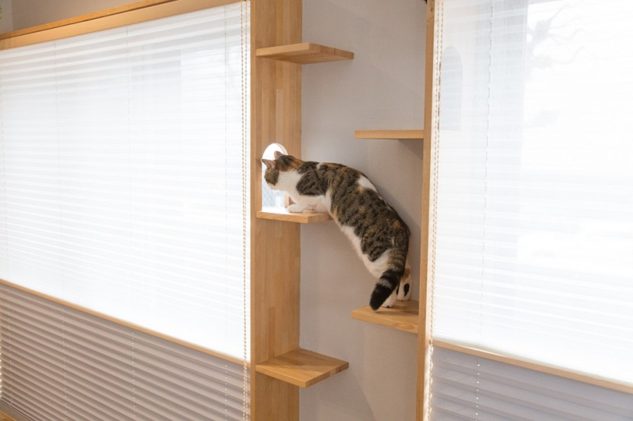 1000万｜マイリノペットforねこ　猫とリビングでのびのび暮らしたい