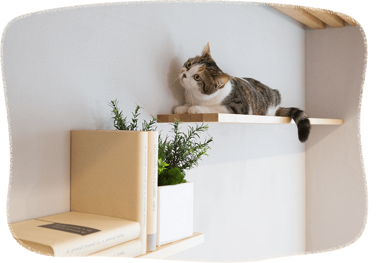マイリノペット For ねこ フルリノベーションならマイリノ マイリノペット For ねこ フルリノベーションならマイリノ